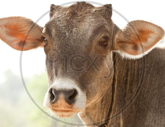 Innocent Cute Calf Closeup