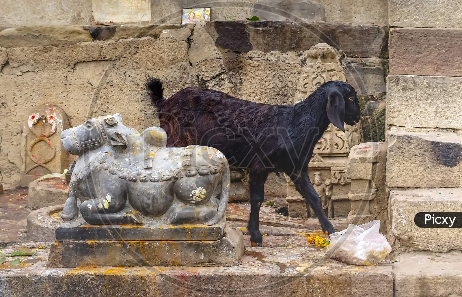 A cheeky goat eat the flower offerings to the holy cow on the banks of the holy river Ganges.