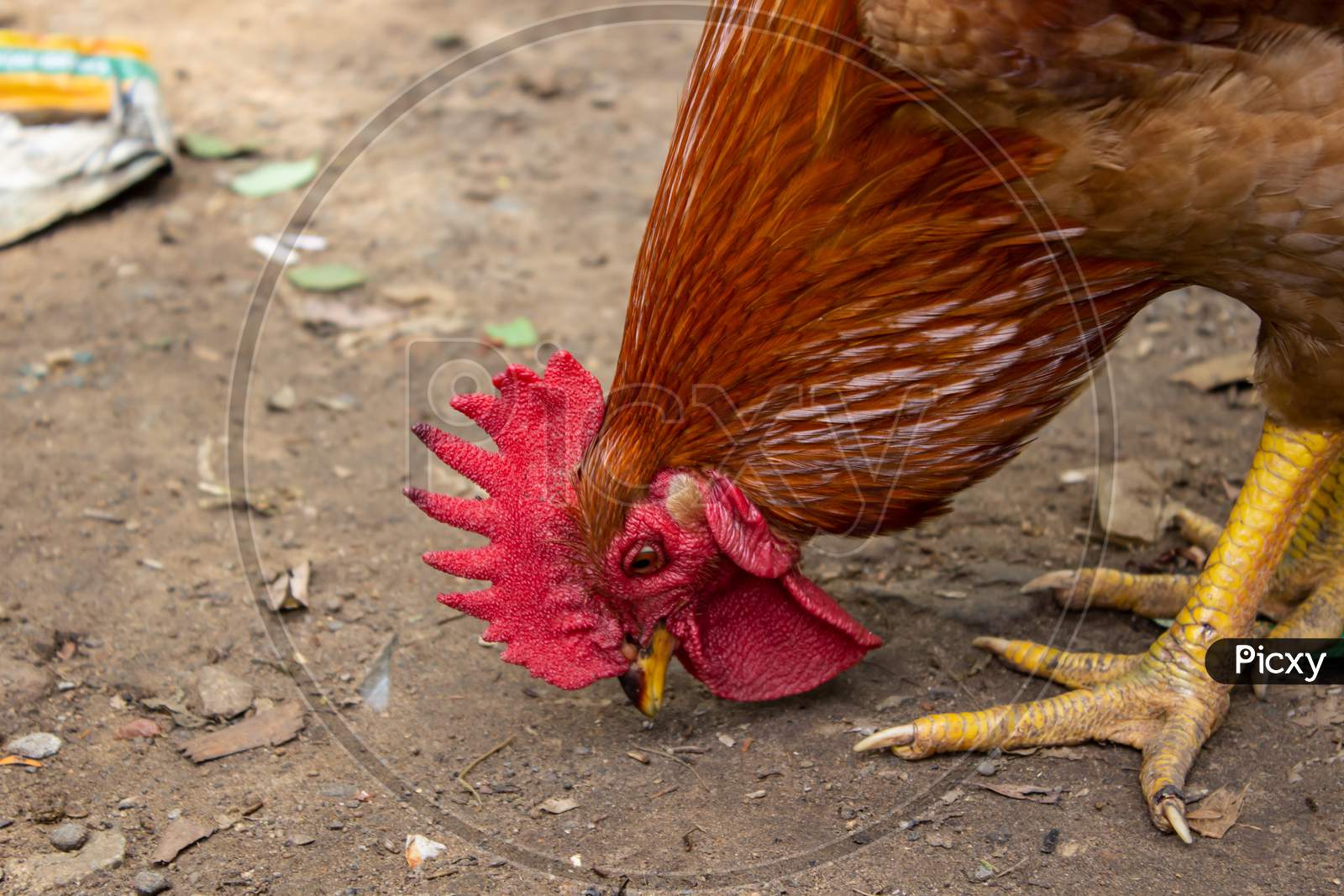 Rooster Feeding On Grains From The Ground