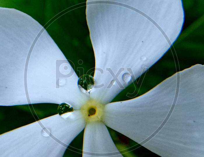 White Nayantara flower with Water Drops.