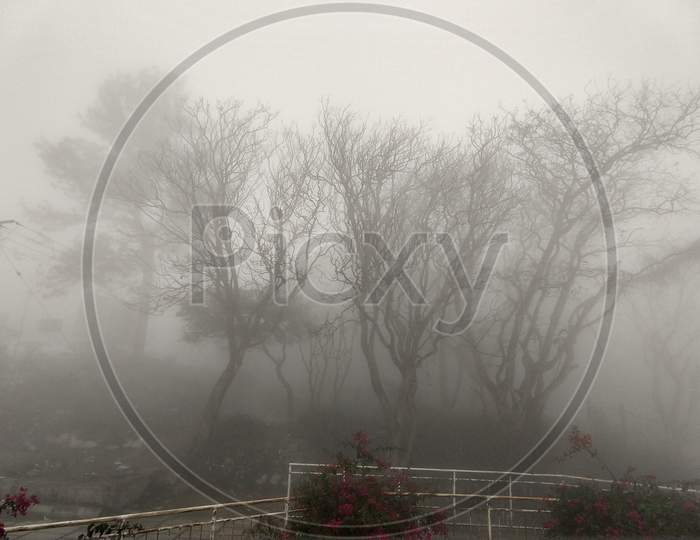 trees in fog nandi hills bengaluru