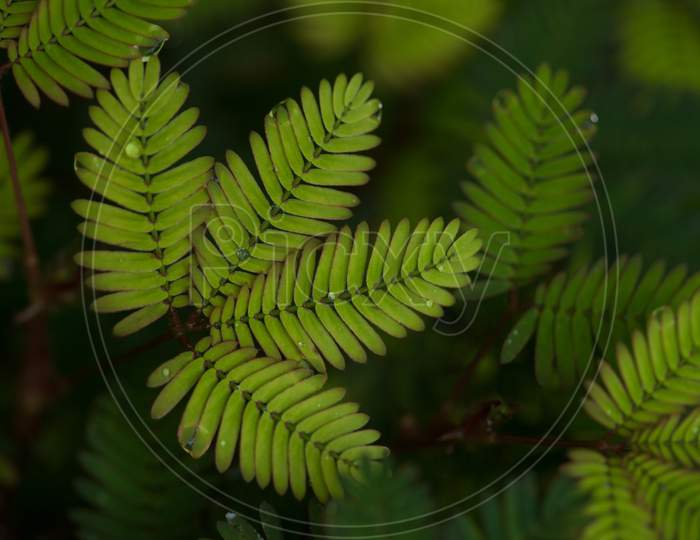 Closeup Of Beautiful Shy Leaves Known As Mimosa Pudica.