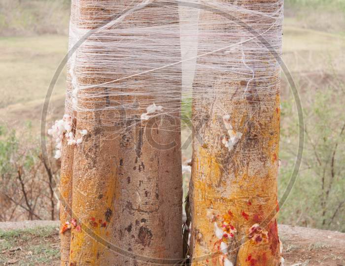 Banyan Tree Tie Thread Ritual