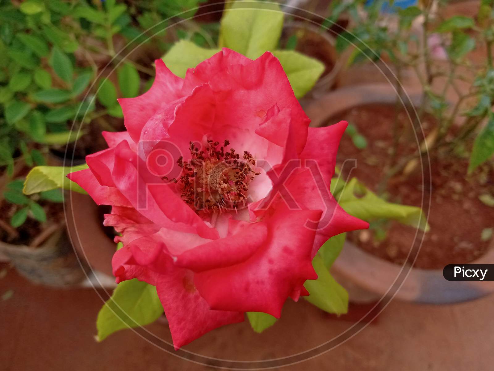 Rose flower in garden