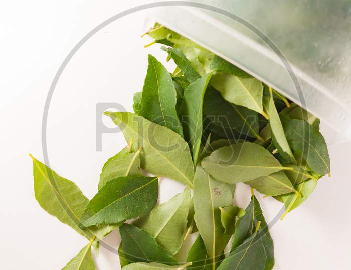 Isolated Curry Leaves Okarapincha (Murraya Koenigii)