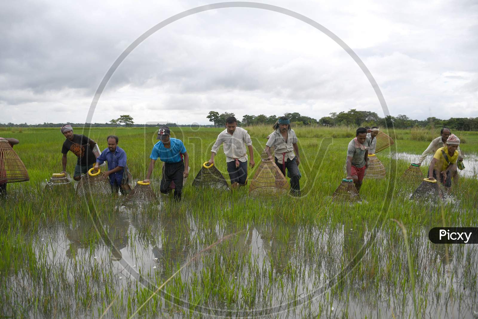 Villagers catch fish as they take part in a community fishing at a paddy field at Kampur in Nagaon District of Assam , india on September 27,2020