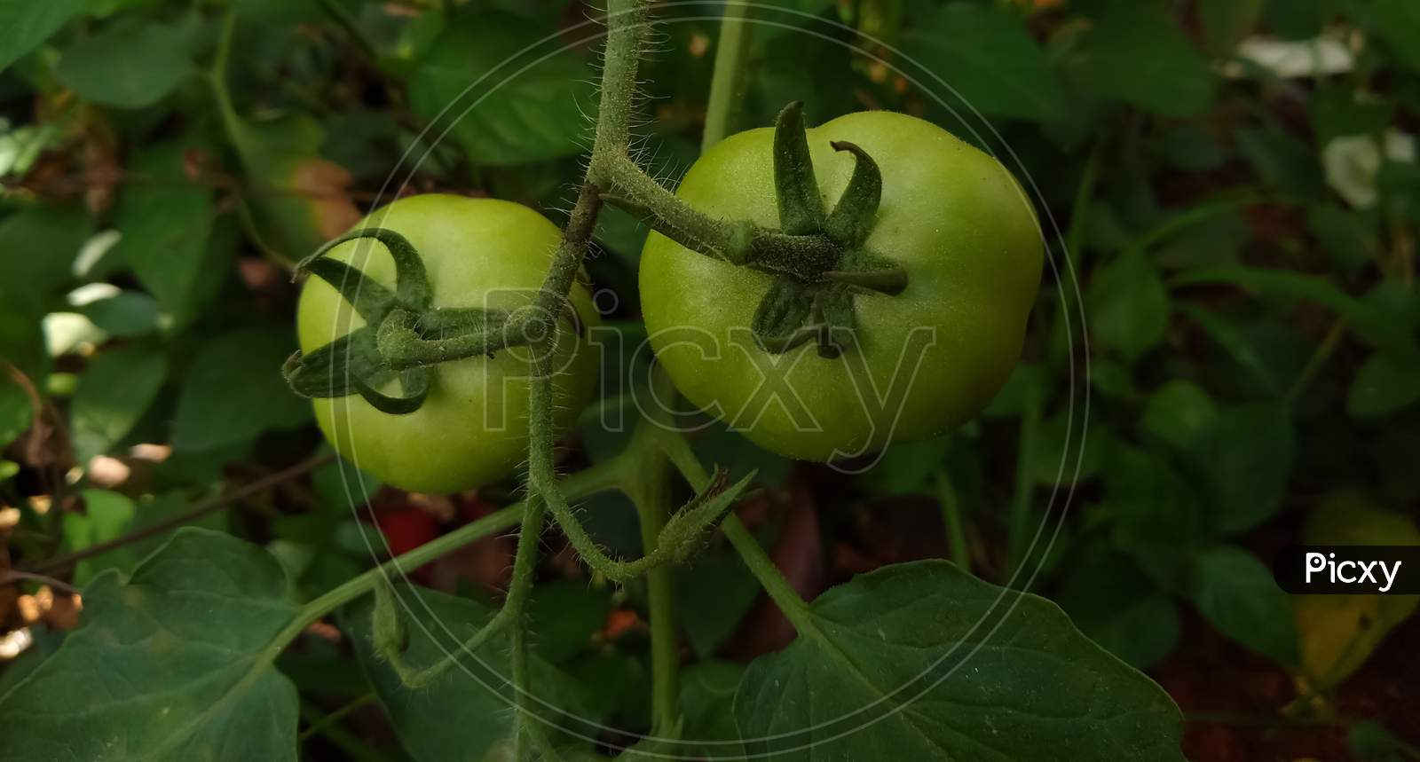 Green tomatoes in the garden