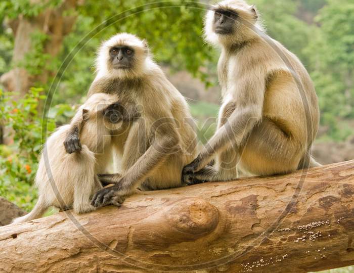 Family Of Monkey At A Natural Place.