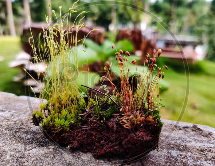 Growth on moss