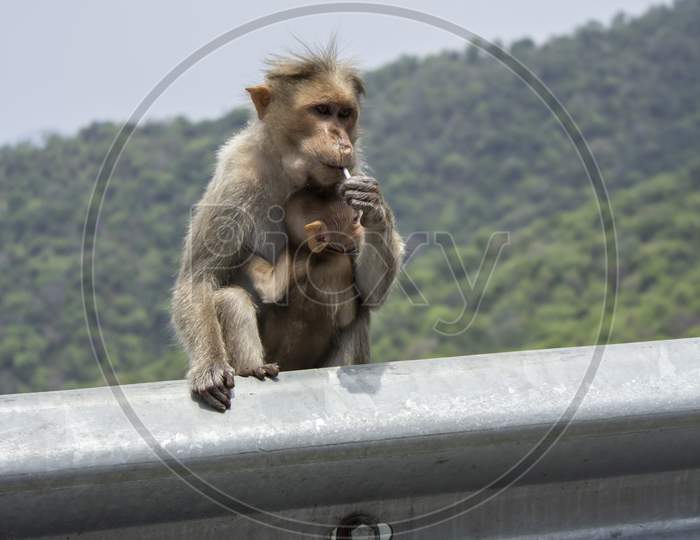 Female Monkey Holding A Baby Eating A Lollipop