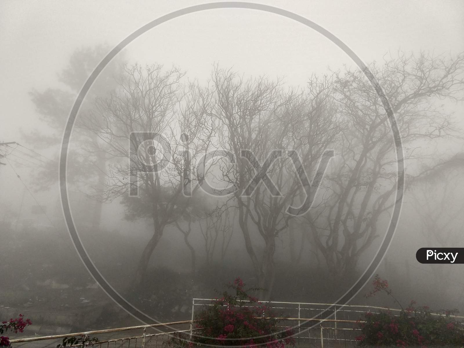 trees in fog nandi hills bengaluru