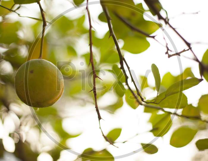 Single Hanging Fresh Lemon Closeup