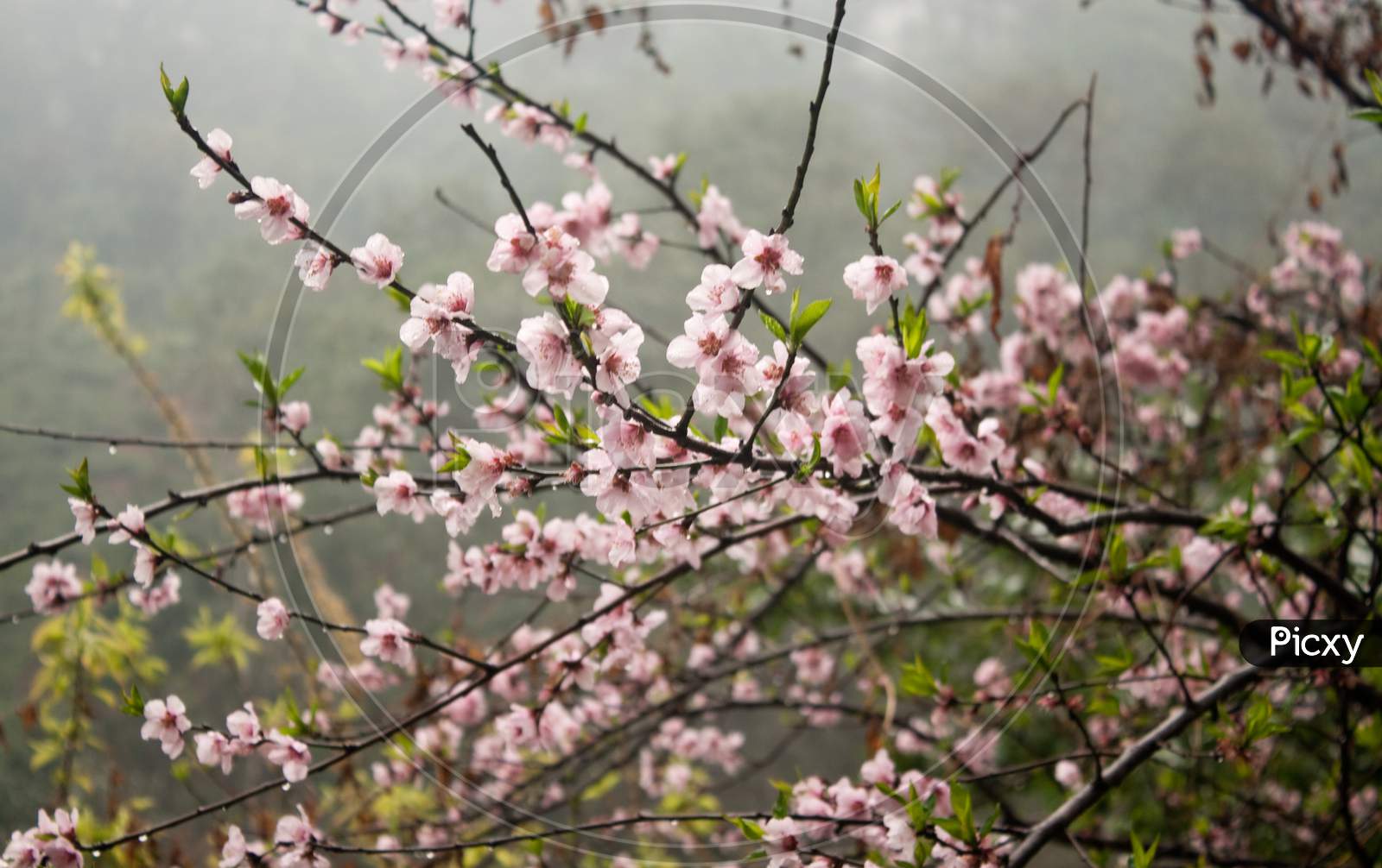 Cherry Blossom Closeup On A Misty Morning.