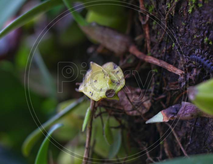 Wild Orchid Plant On A Tree From Western Ghats, Wayanad