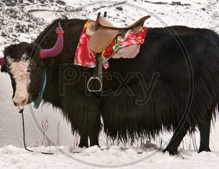 A Yak From North East India