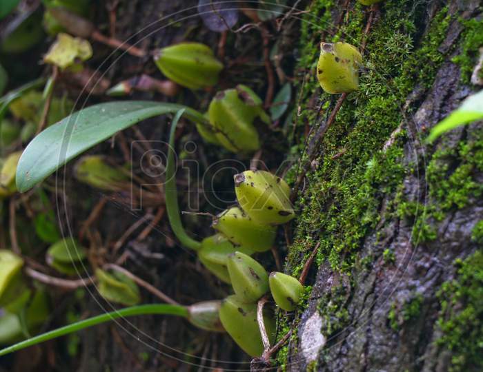 Wild Orchid Plant On A Tree From Western Ghats, Wayanad