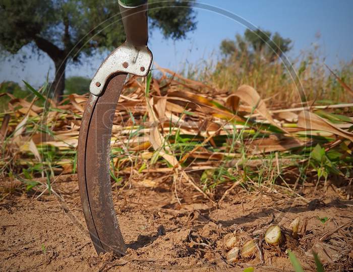 Hand Tool Of Crop Harvesting In Agriculture Land