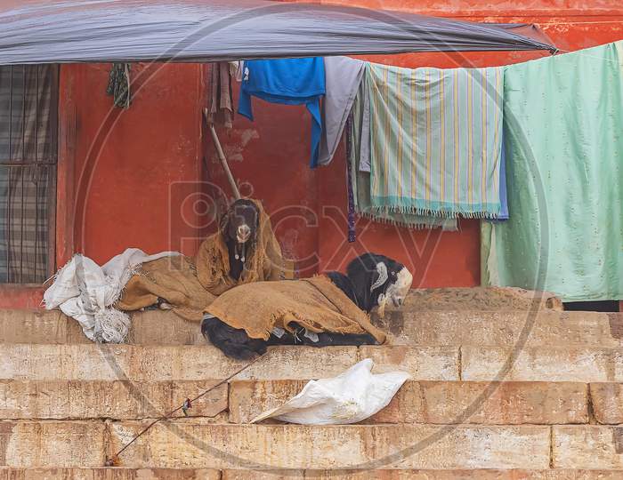 2 Goats sleeping under warm blankets during winter time in front of a house in Varanasi