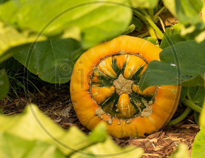 Ripe Pumpkin Squash Growing In Autumn Vegetable Garden.