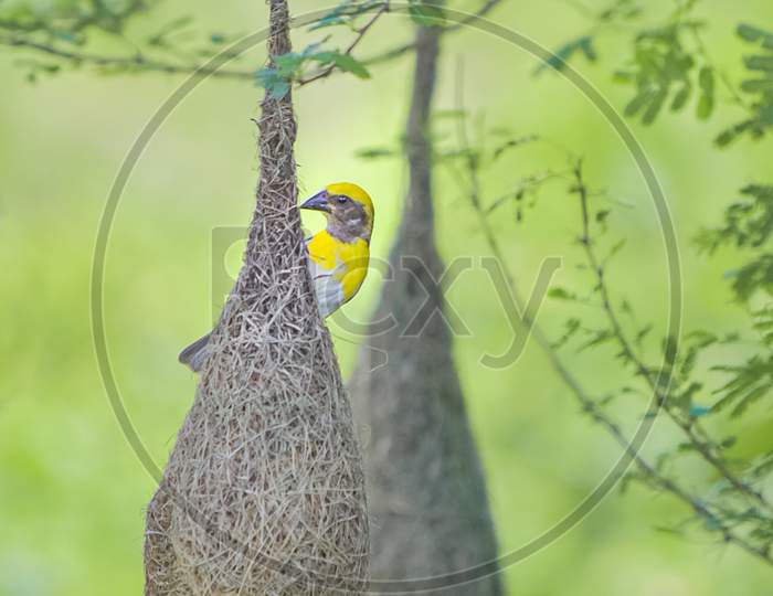 Bird Weaving Nest, Baya Weaver