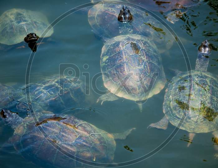 Floating Tortoise In A Pond