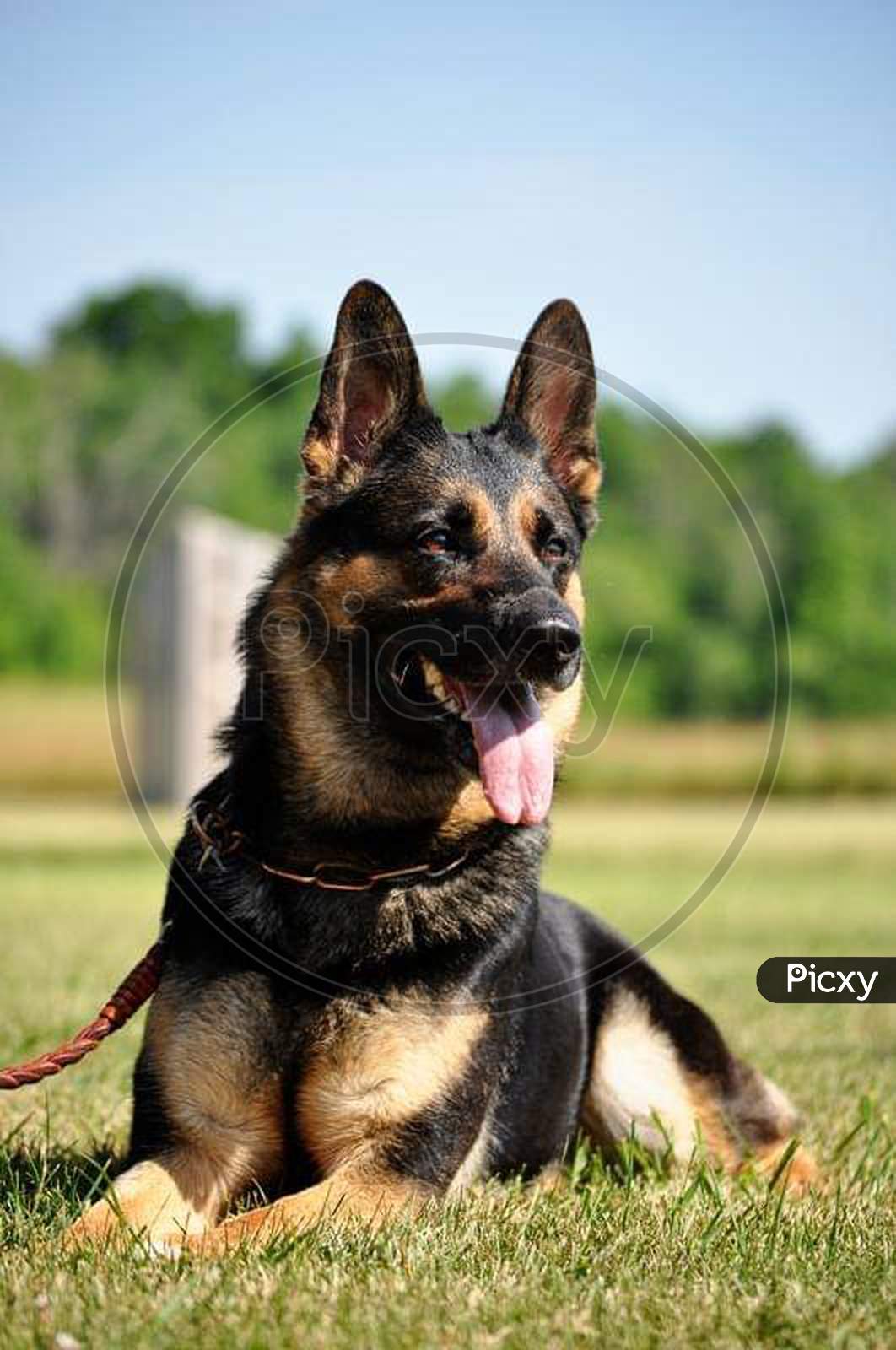 Best guarding dog German shepherd