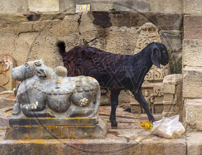 A cheeky goat eat the flower offerings to the holy cow on the banks of the holy river Ganges.
