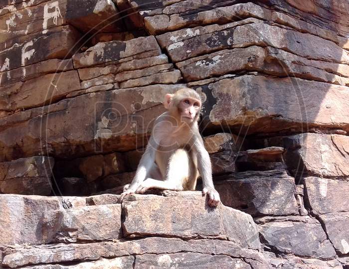 the monkeys sitting on the rocks near beautiful and awesome waterfall