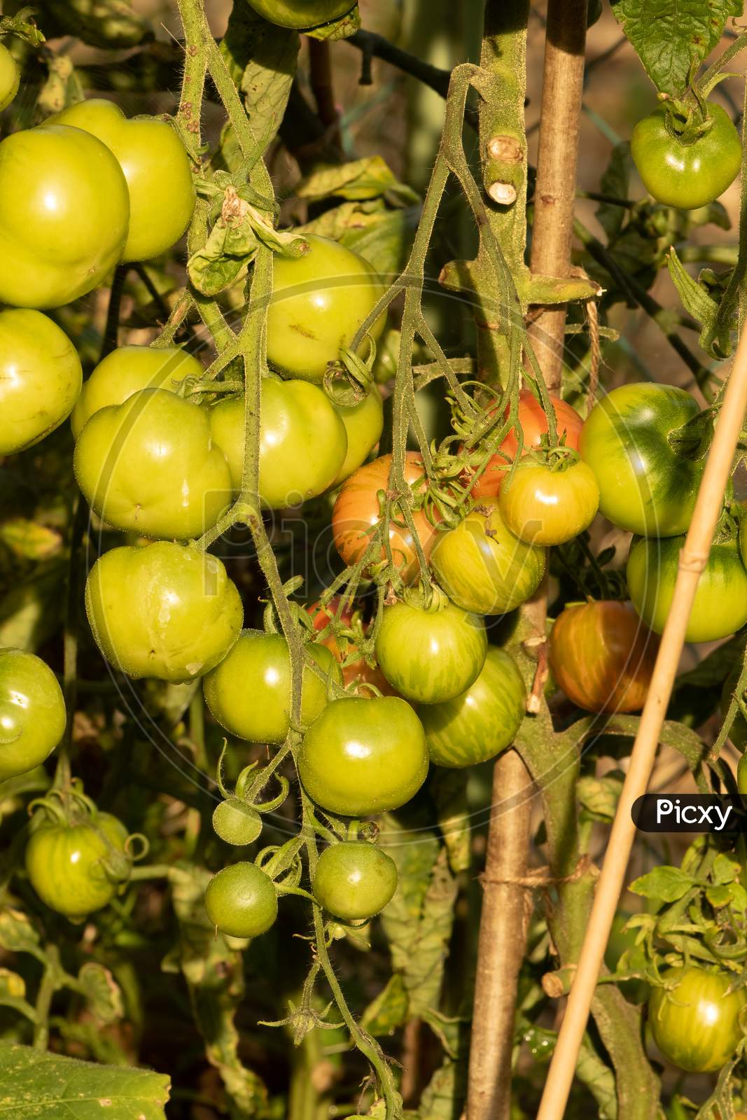 Ripening Tomato Plants Growing In Organic Vegetable Garden.