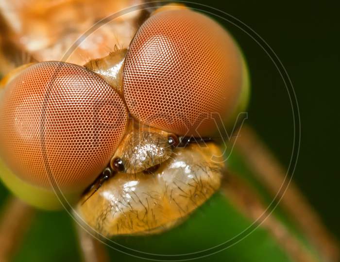 Extreme Closeup Of Dragonfly Compound Eyes