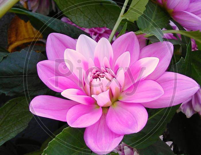 Beautiful "Dahlia" flower.