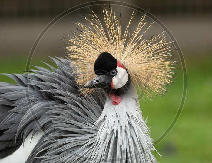 Golden Crested Crane, Aka Grey Crowned Crane, Balearica Regulorum,