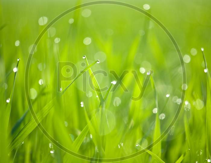 Dew & Grass Background