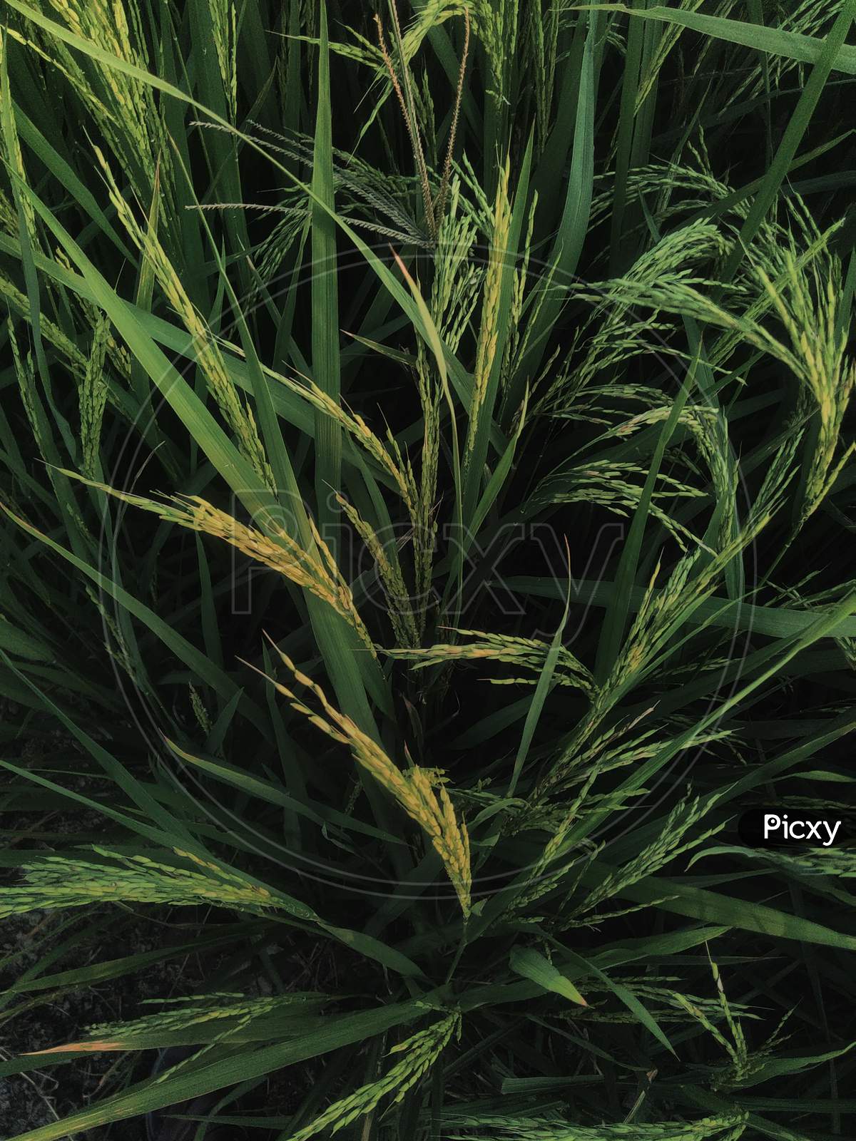 Green  rice plants