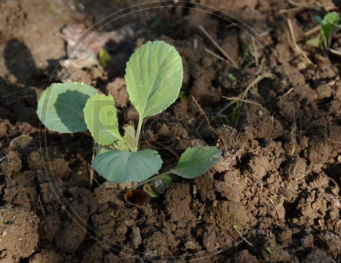 The Small Ripe Green Cabbage Plant Seedlings In The Garden.