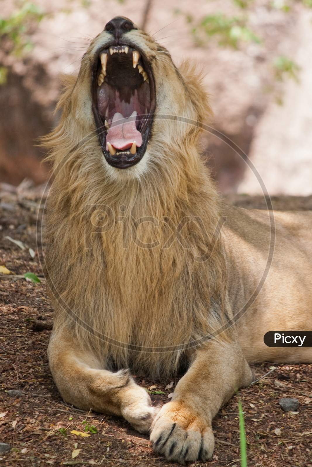Roaring Lion Closeup