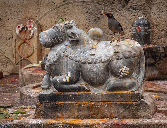 A cheeky wild bird sitting on a holy cow on the banks of the holy river Ganges.