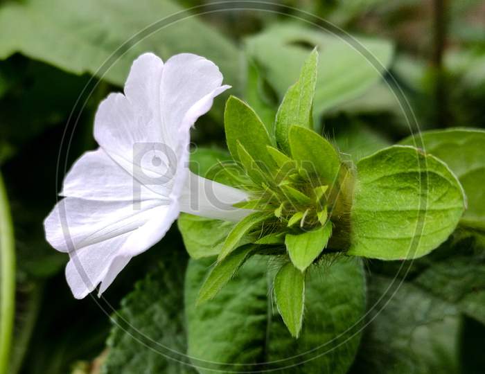 White wild flower with leave