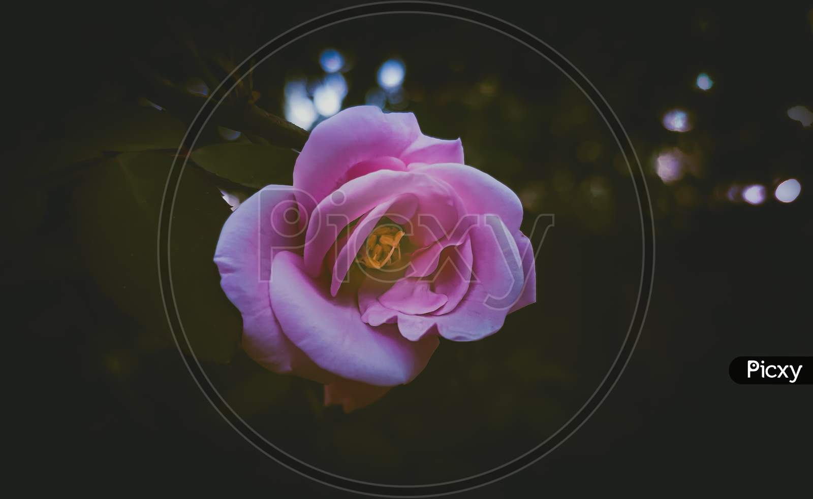 Pink Rose in moody effect.