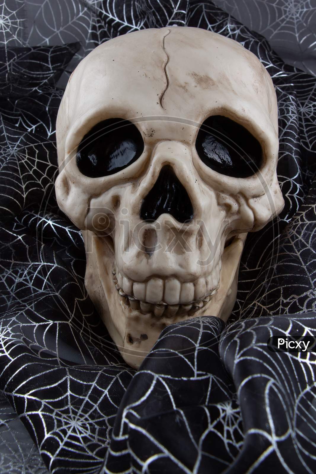 Scary Grinning Skull Halloween Decor Nestled On Silver Cobwebs On Black