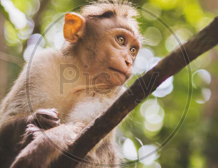 Old indian monkey sitting on the branches where the background is waterfallsin tamil nadu, India.