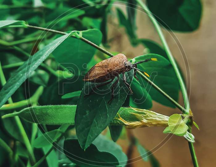 Bug on a leaf, macro photography
