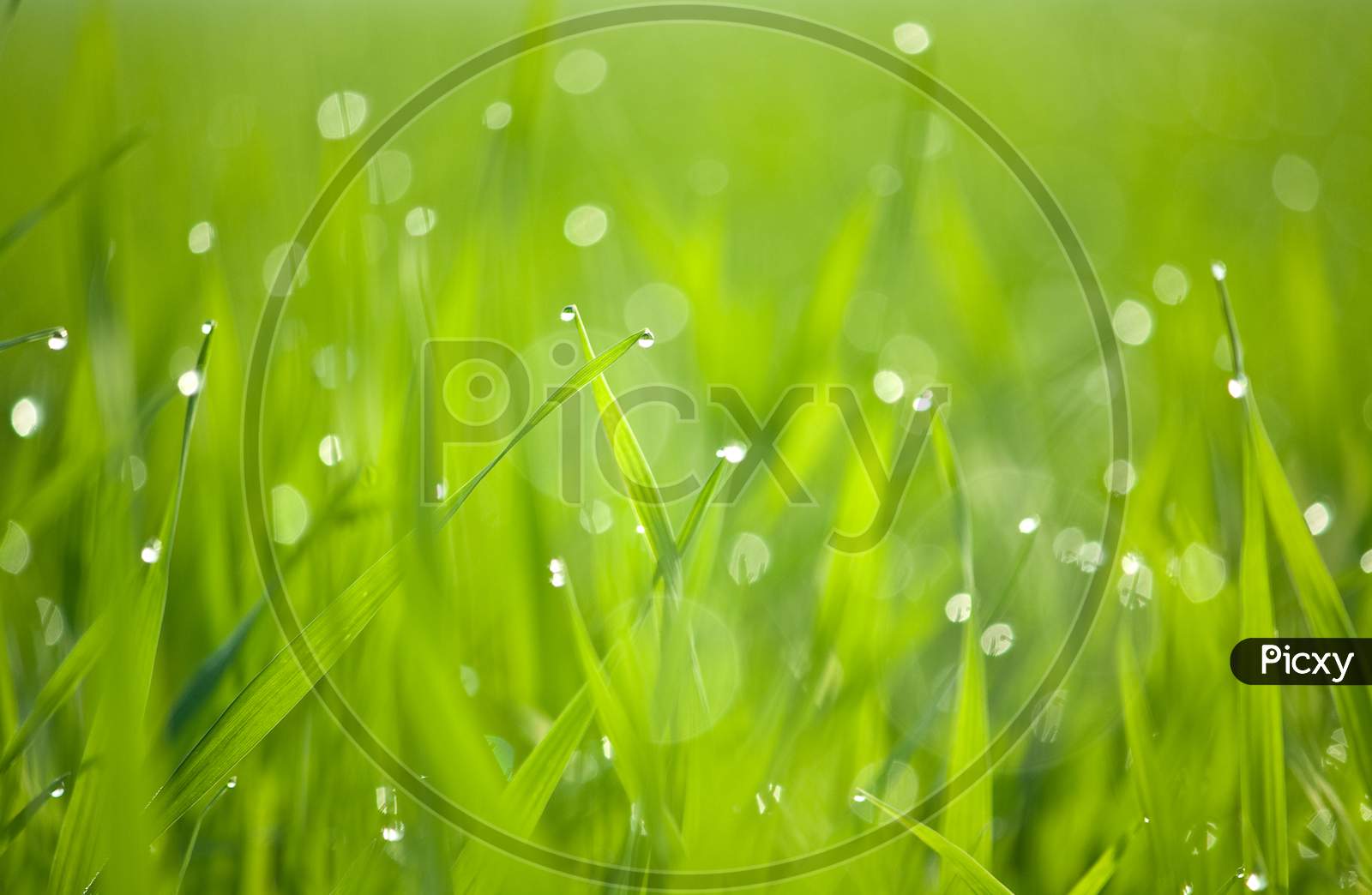 Dew & Grass Background
