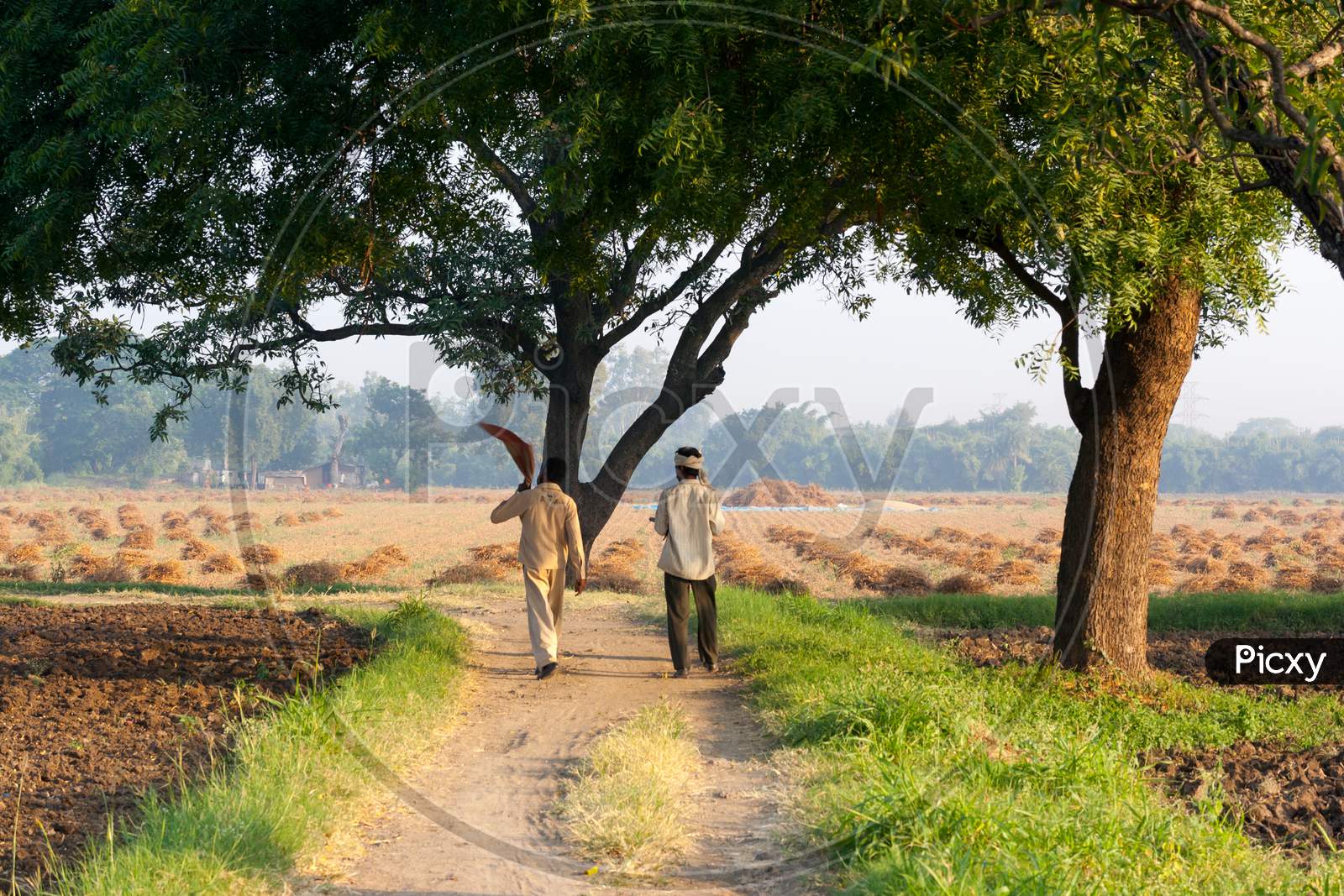 Two Indian Farmer Walk In The Field