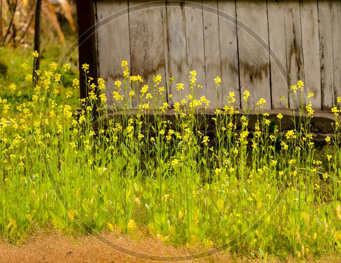 Yellow Flower Meadow In Rural Area