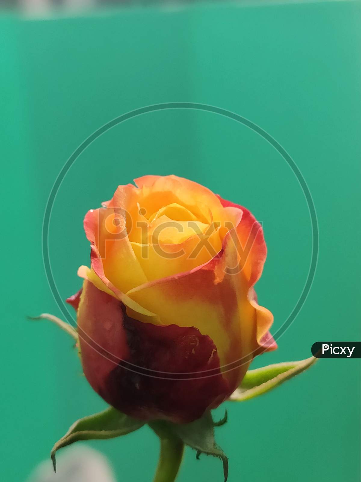 Double shaded Rose