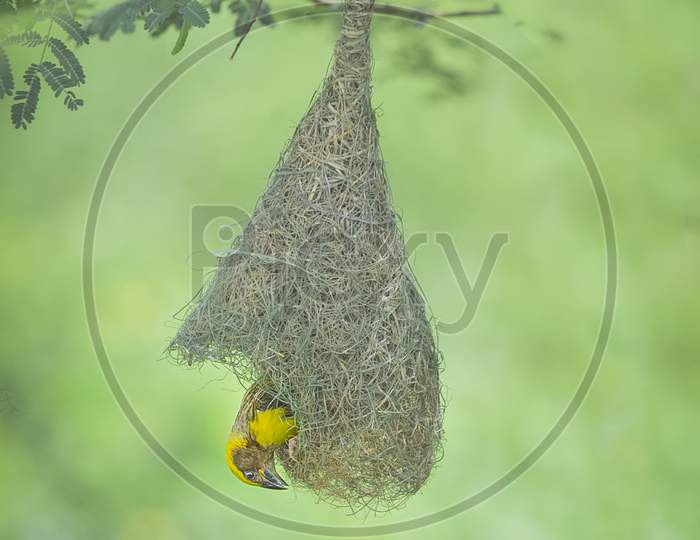 Weaving Nest, Bird, Baya Weaver