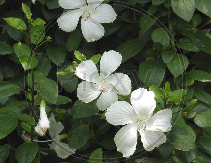 Hibiscus white