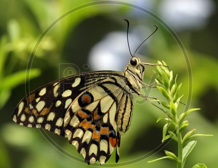High definition photo of butterfly sitting on the green plant