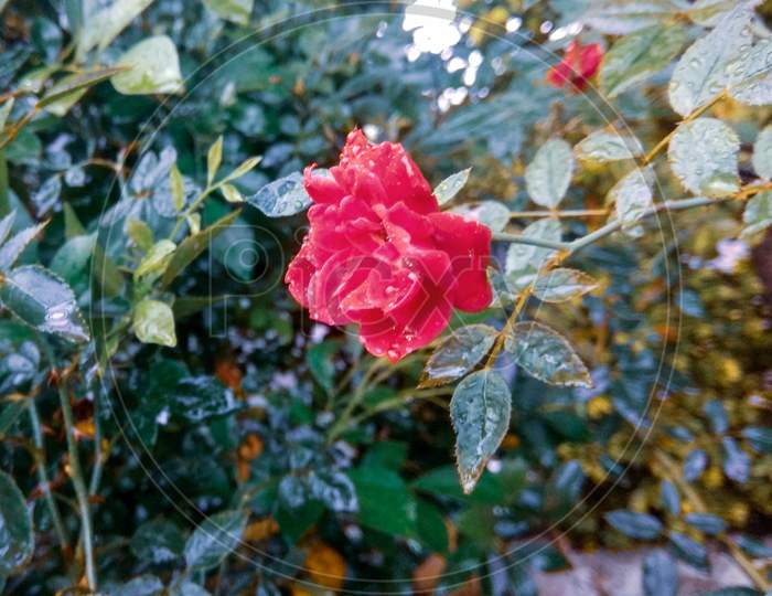 Dewdrop on rose flower and leaves